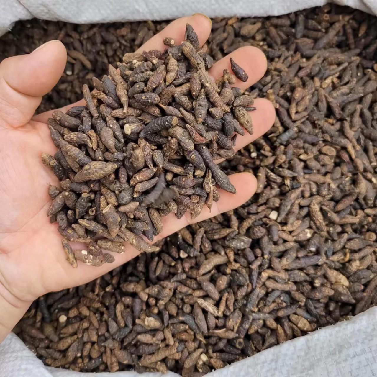 Xiang Fu (Cyperus rotundus) — Dried Raw Cyperus Rhizome, Food Herb for Tea & Soup - Image 3