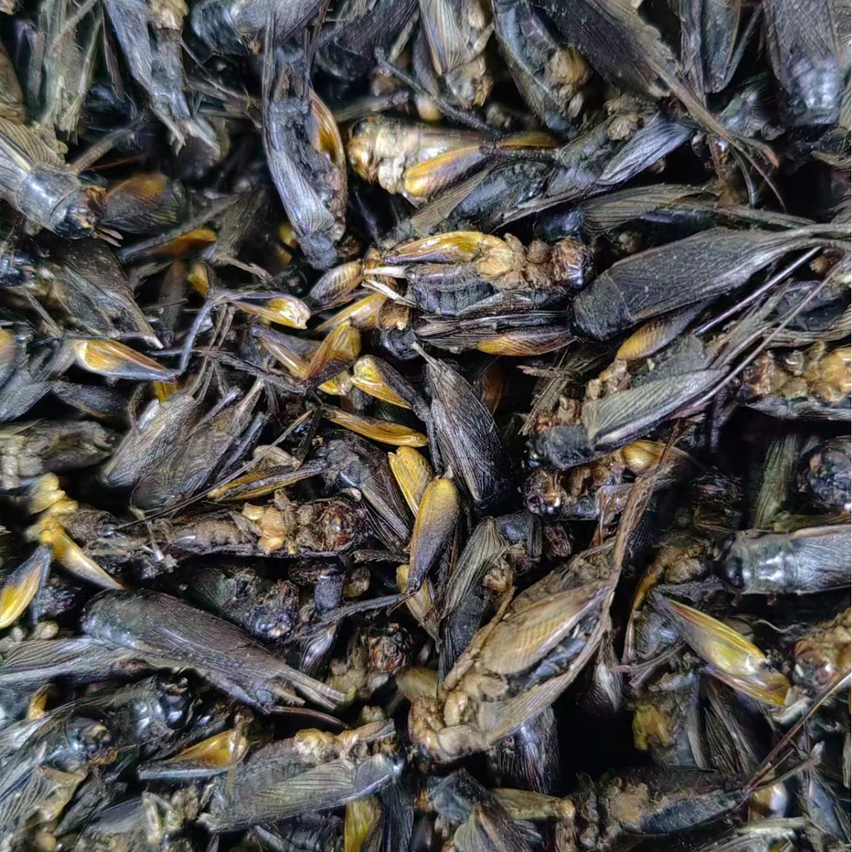 Cricket Dried (Gryllus testaceus) — Traditional Chinese Medicinal Herb, Bulk Dried Crickets - Image 4