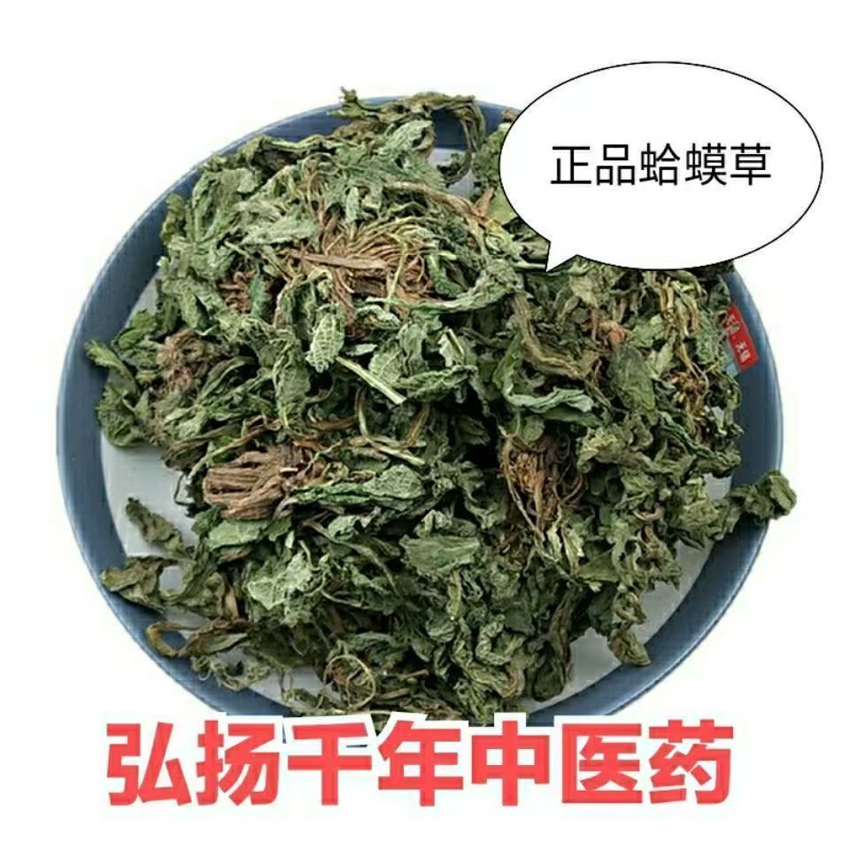 Dried Toad Herb Ha Ma Cao 蛤蟆草 Salvia plebeia Whole Herb 500g for Culinary Herbal Use - Image 4