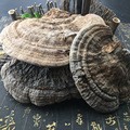 Dried Tree Tongue Lingzhi Shu She Zhi Bulk Whole Slices Traditional Herbal Decoction Ingredient 500g - Image 3
