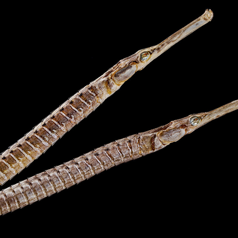 Hai Long Dried Pipefish (Syngnathus) — Traditional TCM Food Herb, Sun-Dried, 500g - Image 3