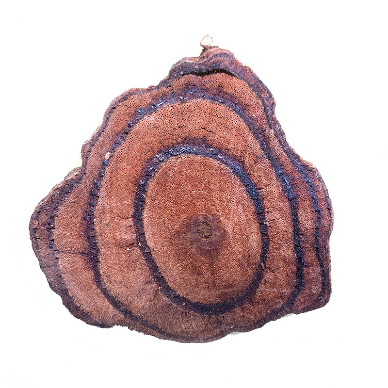 Dried Spatholobus Stem Ji Xue Teng Chicken Blood Vine Sliced Chinese Herb for Tea Decoction and Wine 500g - Image 5