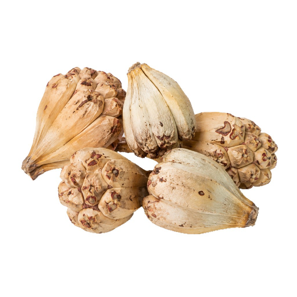 Shan Bo Luo (Pandanus tectorius) Dried Wild Pineapple Seeds — Hainan Food Herb for Cooking - Image 5