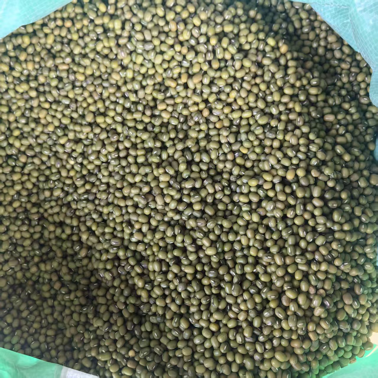 Northeast Mung Bean 2025 New Crop Lu Dou 500g 1000g Clean Culinary Green Beans for Soup Congee and Summer Drinks - Image 3