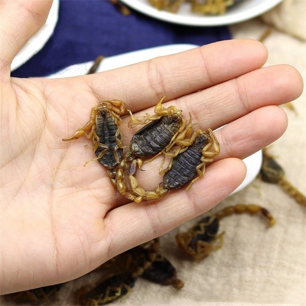 Whole Scorpion Quan Xie Dried TCM Herb 500g Natural Sun-Dried Shandong Origin - Image 3