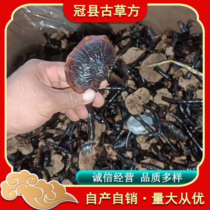 Dried Bamboo Reishi Mushroom Slices Mild Flavor for Tea Wine and Soup 500g - Image 2