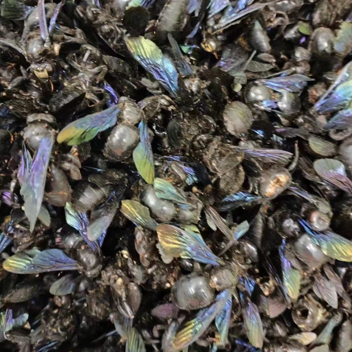 Zhu Feng (Bamboo Bee) — Dried Traditional Chinese Medicinal Insect, Sun-Dried Whole Body - Image 5