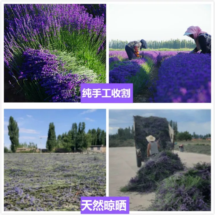 Dried Lavender Flowers (Lavandula angustifolia) — Xinjiang Ili Whole Buds for Sachets & Herbal Tea - Image 4