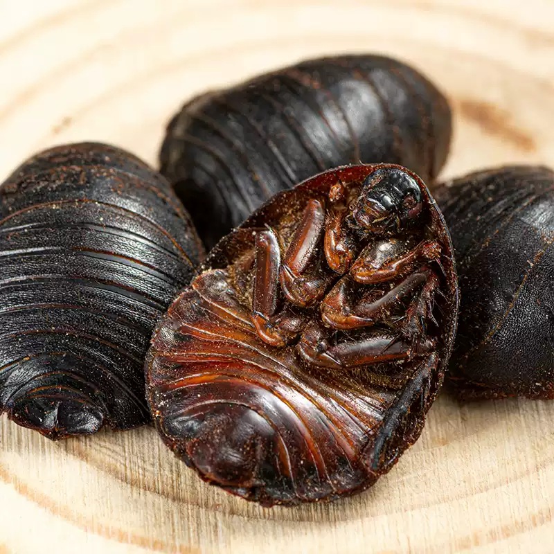 Tu Yuan Dried Ground Beetle Whole Insect TCM Herb 500g Shandong Origin - Image 2