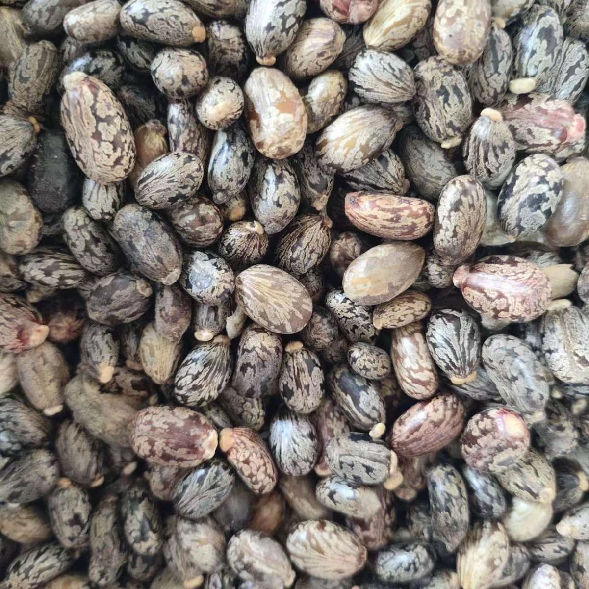 Castor Bean Seeds (Ricinus communis) — Dried Herbal Seed, 500g - Image 4