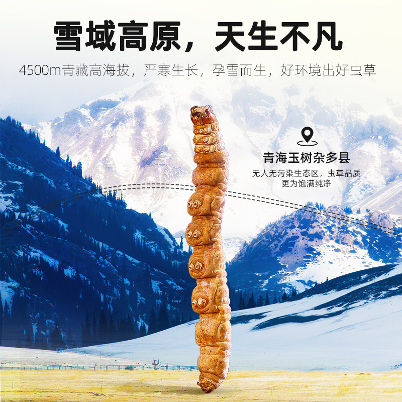 Dried Cordyceps Sinensis Broken Stems 10g Jar Qinghai Origin Whole Dried Cordyceps for Cooking - Image 2