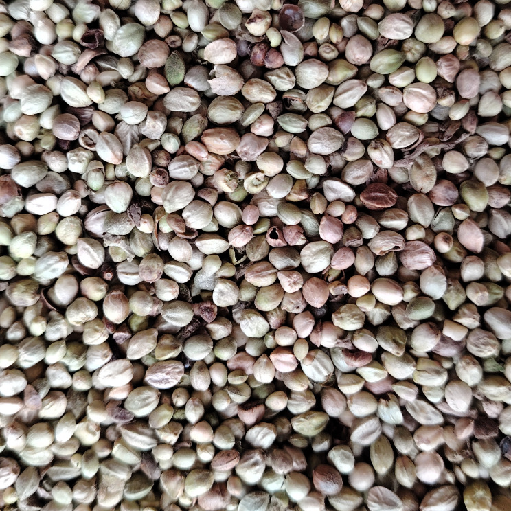 Hemp Seed (Cannabis sativa) — Hulled Food Herb, 500g Clean Granules for Tea, Congee & Soup - Image 3