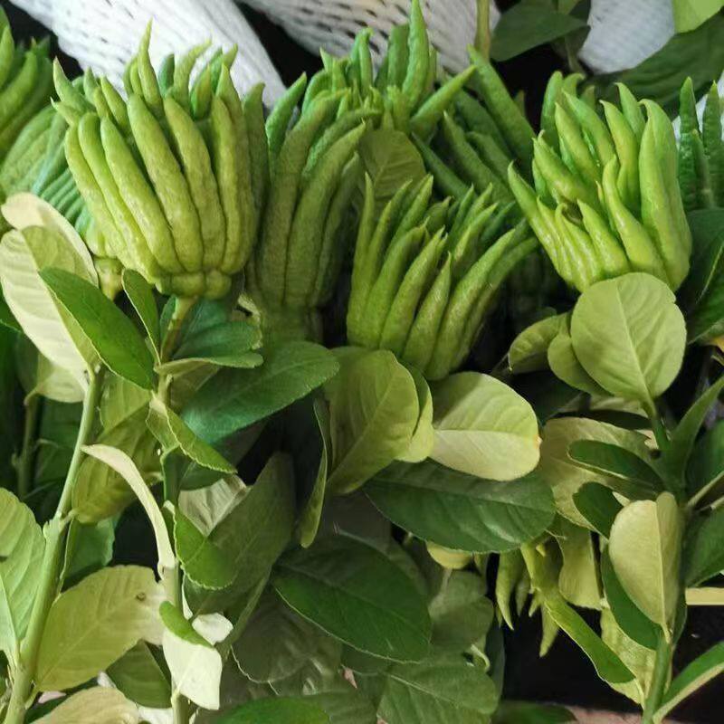Fresh Fingered Citron Branches Buddha Hand Fruit for Water Cultivation and Display - Image 3