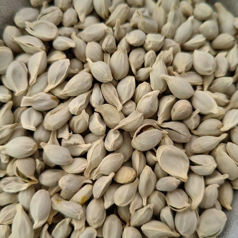 Ju He (Citrus reticulata Seed) — Dried Tangerine Seed for Herbal Decoction & Tea - Image 4