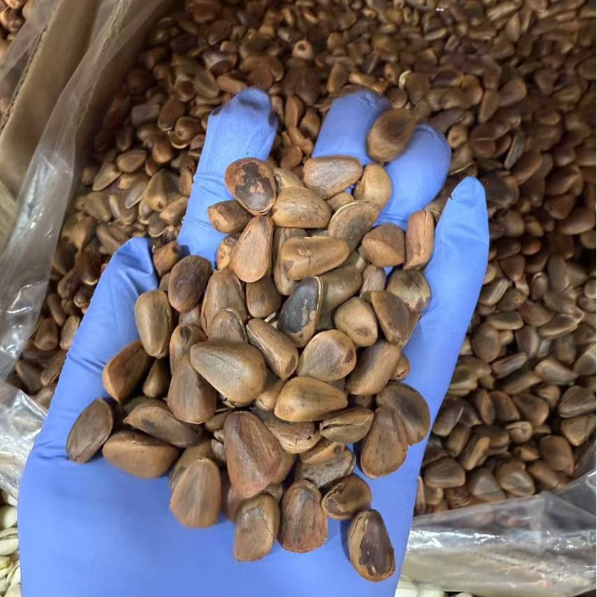 Northeast Open Shell Pine Nuts Hand Peeled Nut Kernels Fresh Snack Retail and Wholesale - Image 3