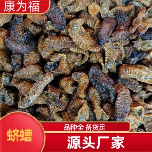 Qi Cao (Holotrichia diomphalia Larva) — Dried Insect Herb, 500g