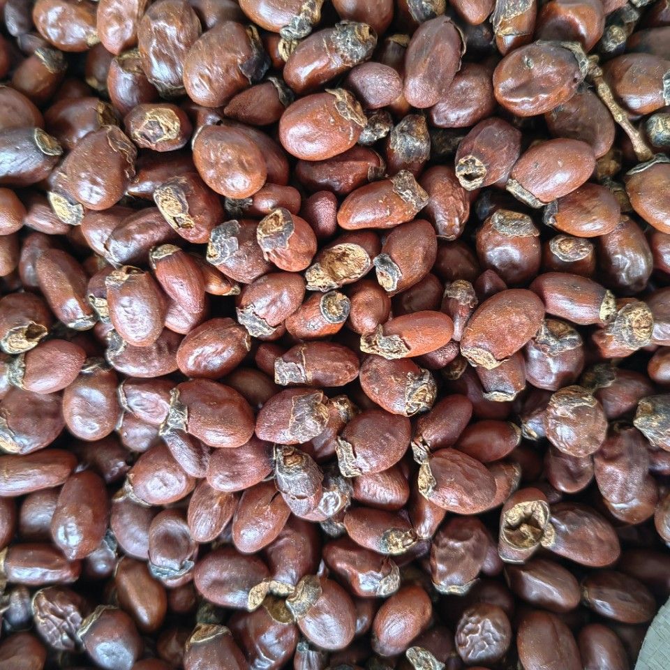 Lychee Seed (Litchi chinensis) — Dried Food Herb, Whole Seed & Powder - Image 3