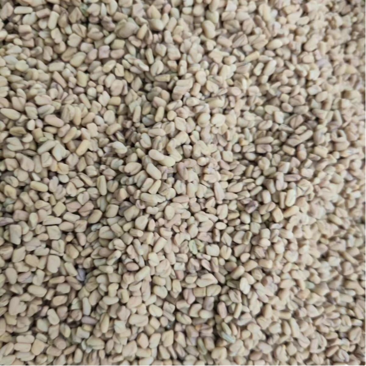 Hu Lu Ba Seeds (Trigonella foenum-graecum) — Dried Fenugreek Food Herb, 500g - Image 5