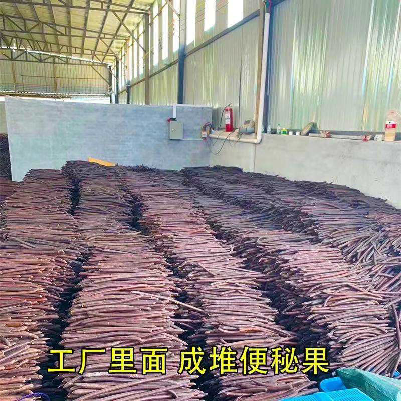 Bian Mi Gu Dried Cassia Fruit Pulp 500g Yunnan Da Jie Gu Traditional Herbal Fruit - Image 4