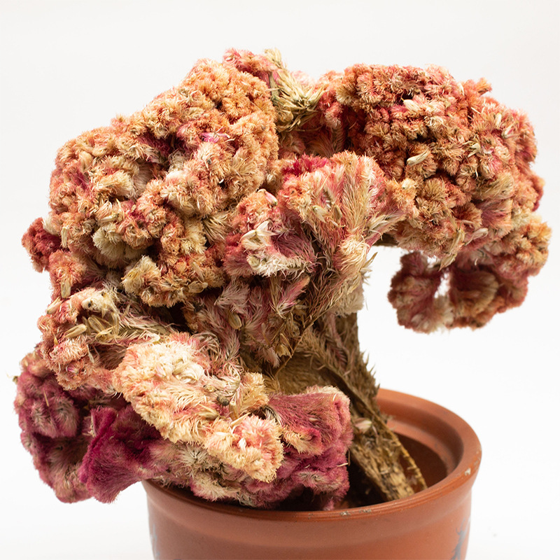 Dried Cockscomb Flower Ji Guan Hua 鸡冠花 Celosia cristata Whole Herb 500g for Herbal Tea and Decoction - Image 4