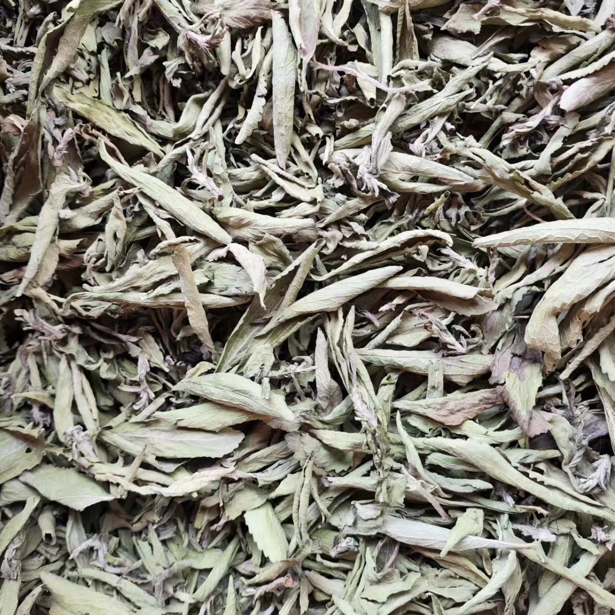 Stevia Leaf (Stevia rebaudiana) — Dried Sweet Herb for Tea & Natural Sweetening - Image 3