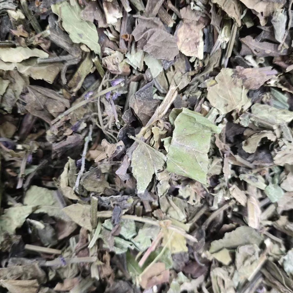 Shi Jian Chuan (Salvia chinensis) — Dried Chinese Herb for Traditional Decoctions - Image 2