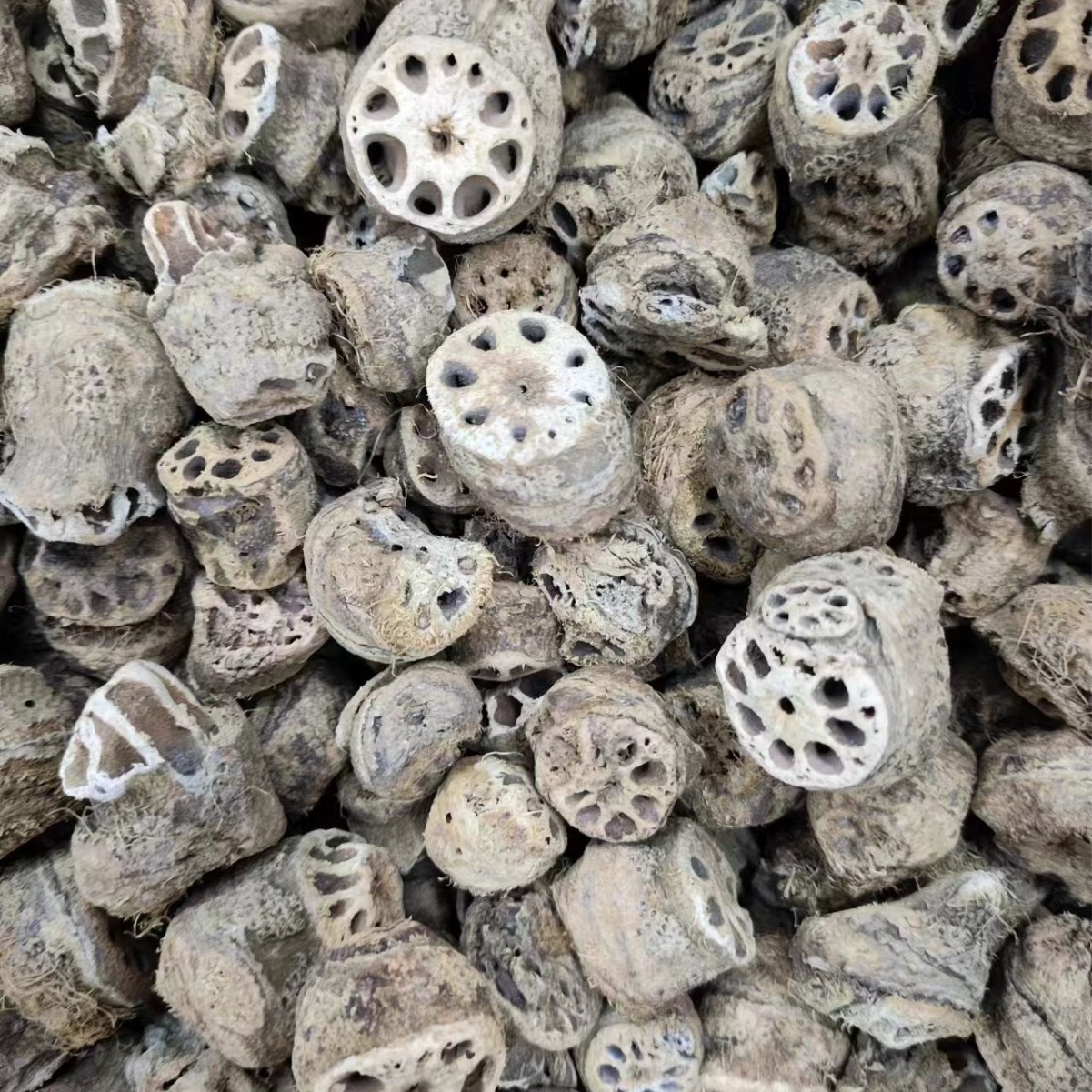 Ou Jie (Nelumbo nucifera) Lotus Rhizome Node — Dried Herbal Decoction Piece - Image 3