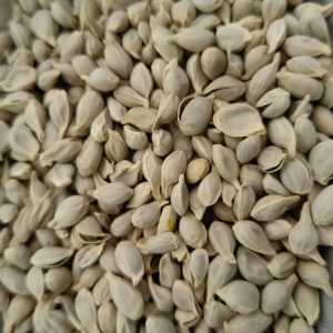 Ju He (Citrus reticulata Seed) — Dried Tangerine Seed for Herbal Decoction & Tea