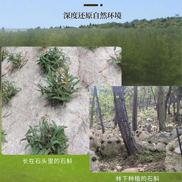 Tie Pi Shi Hu Fengdou Dendrobium Officinale Stems 500g Bottle Dried Herb for Tea and Cooking - Image 3