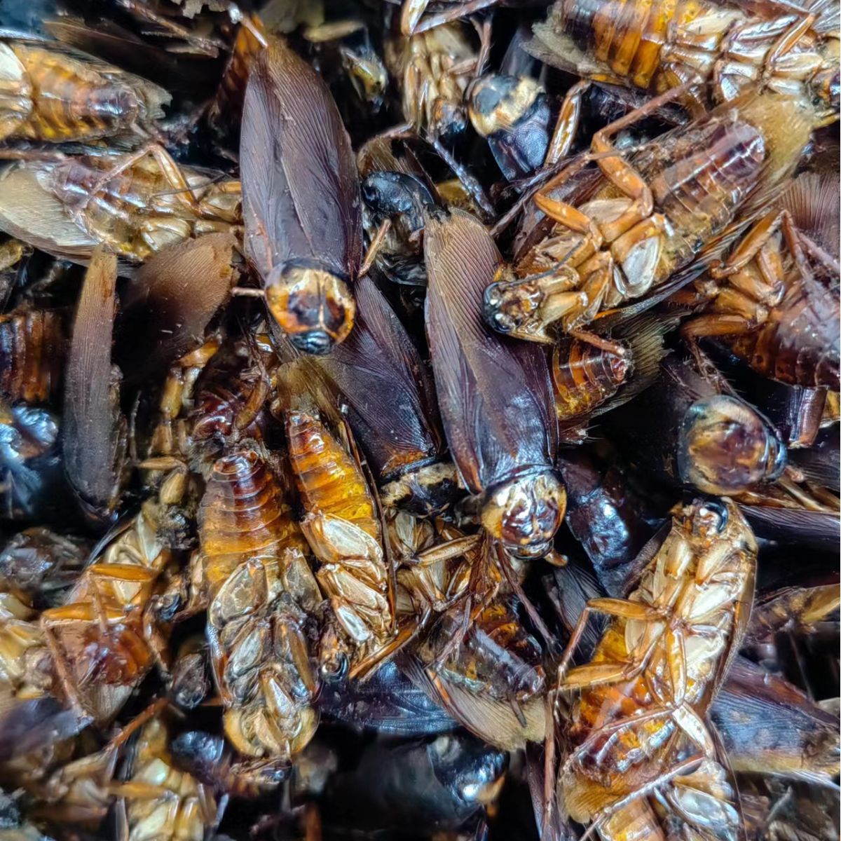 Dried Cockroach (Eupolyphaga sinensis) — Traditional Chinese Medicinal Insect, 500g - Image 4