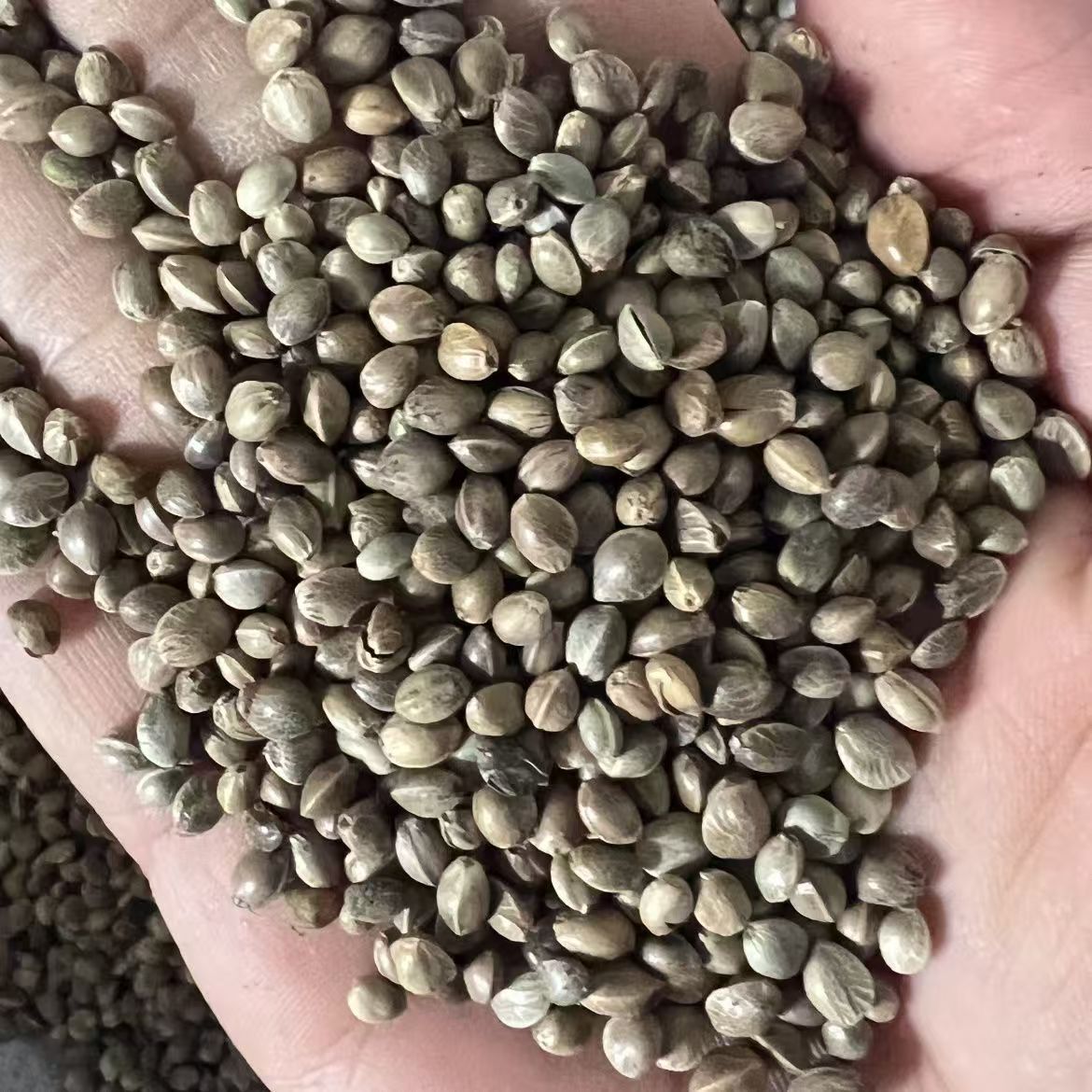 Huo Ma Ren Hemp Seed 500g Dried Huo Ma Zi Food Grade Raw Herb for Oil Pressing and Bird Feed - Image 4