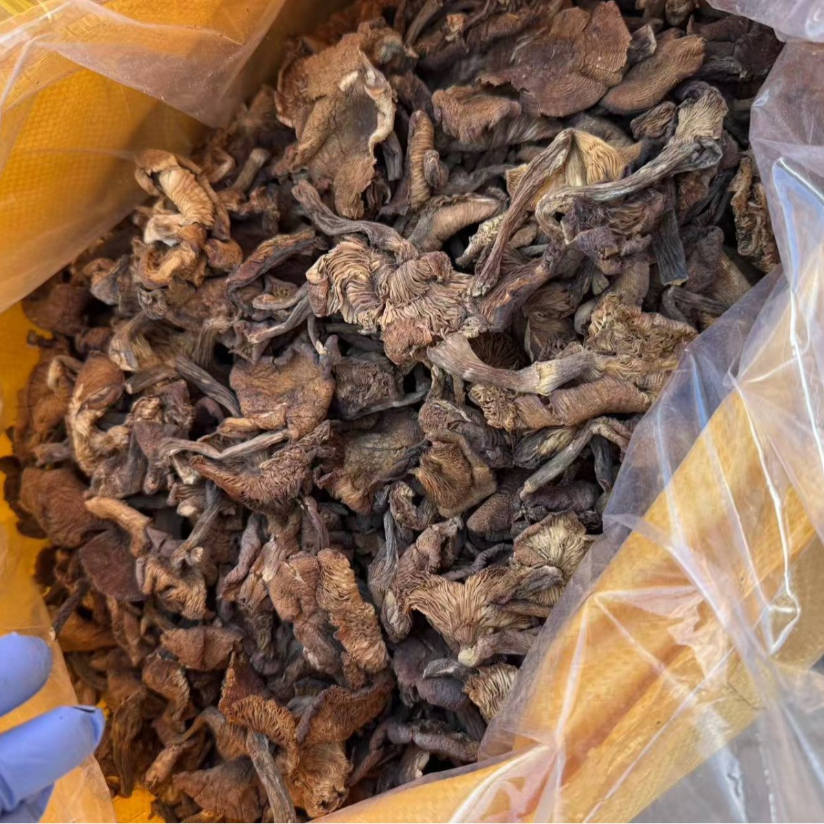 Dried Hazel Mushroom Slices Northeast China Zhen Mo 500g Wild Forest Mushroom for Soup and Stew - Image 2