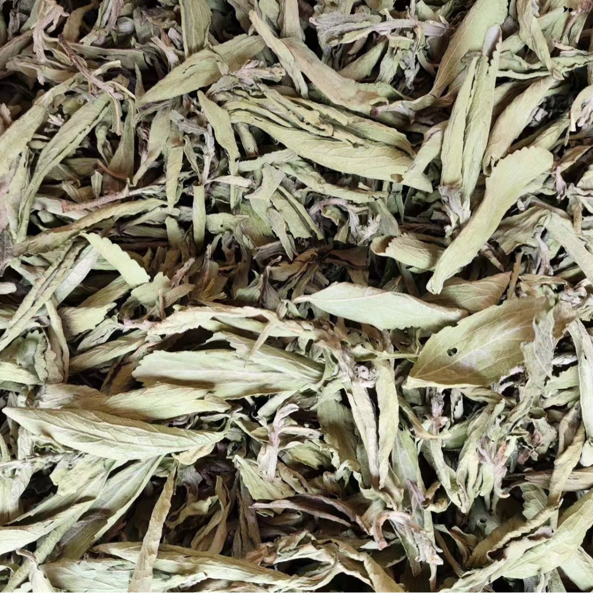 Stevia Leaf (Stevia rebaudiana) — Dried Sweet Herb for Tea & Natural Sweetening - Image 5
