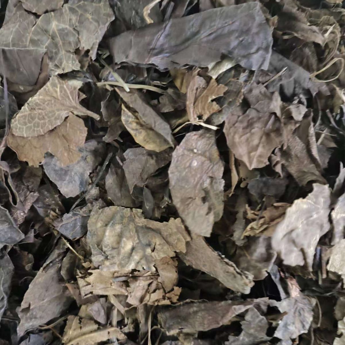 Lu Xian Cao (Pyrola calliantha) — Dried Deer-Hoof Herb, Food Herb for Tea & Soup - Image 2