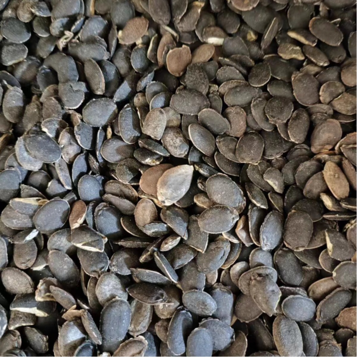 Si Gua Zi (Luffa Seed) — Dried Food Herb Seed for Tea & Soup - Image 5
