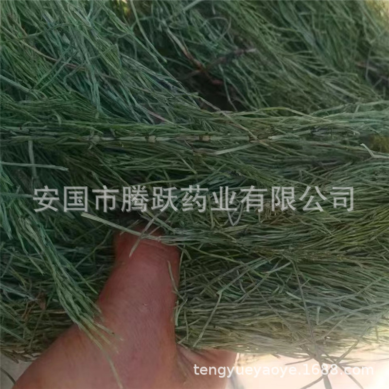 Dried Horsetail Herb Wen Jing 问荆 Whole Plant Bulk Chinese Botanical Tea Herb - Image 4