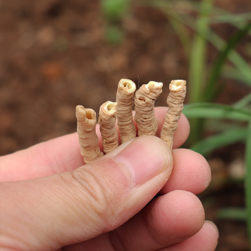 Core-Removed Polygala Root Yuan Zhi 500g Dried Chinese Herb for Traditional Decoctions - Image 4