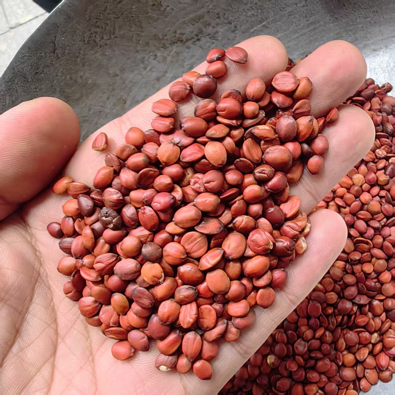 Sour Jujube Seed Suan Zao Ren Powder 500g Natural Dried Ziziphus Seeds Ground Fine - Image 2