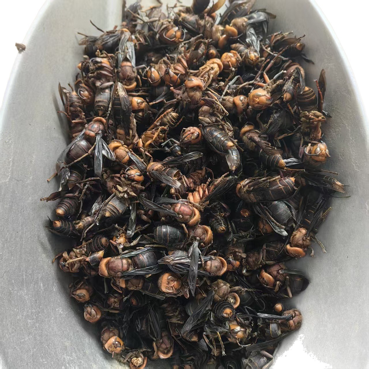 Dried Wasp Hornet Whole Body Hu Tou Feng Traditional Chinese Herb Natural Sun Dried Sichuan Origin 1000g - Image 5