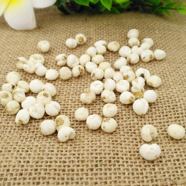 Sichuan Fritillaria Powder (Fritillaria cirrhosa) — Sun-Dried Chuan Bei Mu, 500g - Image 3