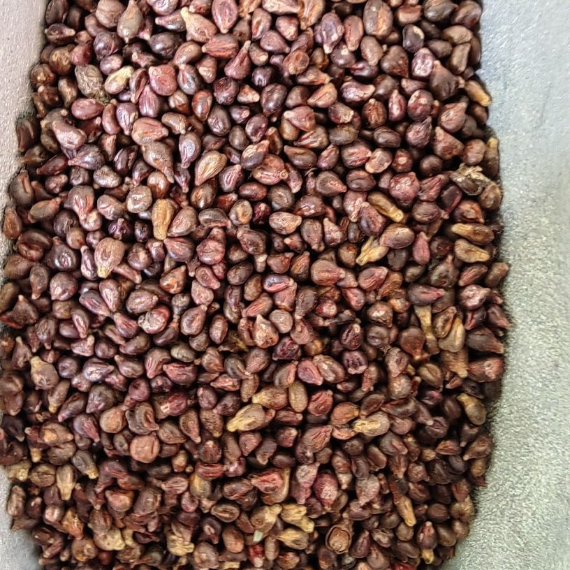 Grape Seed Powder (Vitis vinifera) — Food-Herb Botanical Powder, 500g - Image 4