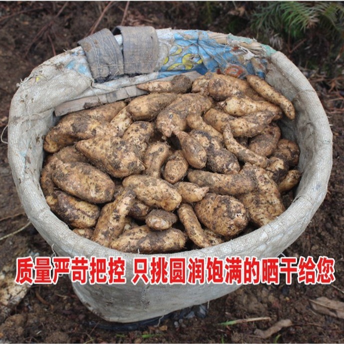 Tibetan Gastrodia Root Grade A Large Boxed 200g Dried Tian Ma for Herbal Decoction - Image 2