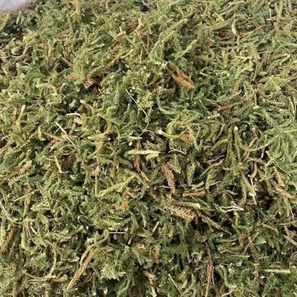 Shen Jin Cao (Lycopodium clavatum) — Dried Herbal Stems for Traditional Decoctions & Soaks - Image 3