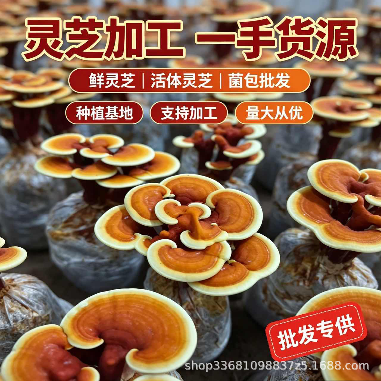 Dried Reishi Mushroom Slices Ling Zhi Herbal Tea Traditional Wellness 50g - Image 4