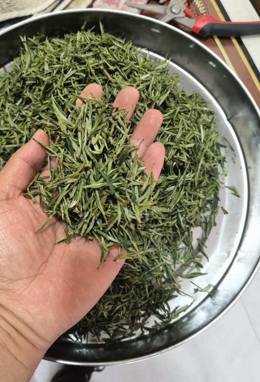 Huoshan Huangya Yellow Tea 2026 Spring Loose Leaf 250g Rich Aroma Grade One - Image 3
