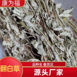 Fan Bai Cao (Potentilla discolor) — Dried Food Herb, Ultra-Fine Powder & Cut Form