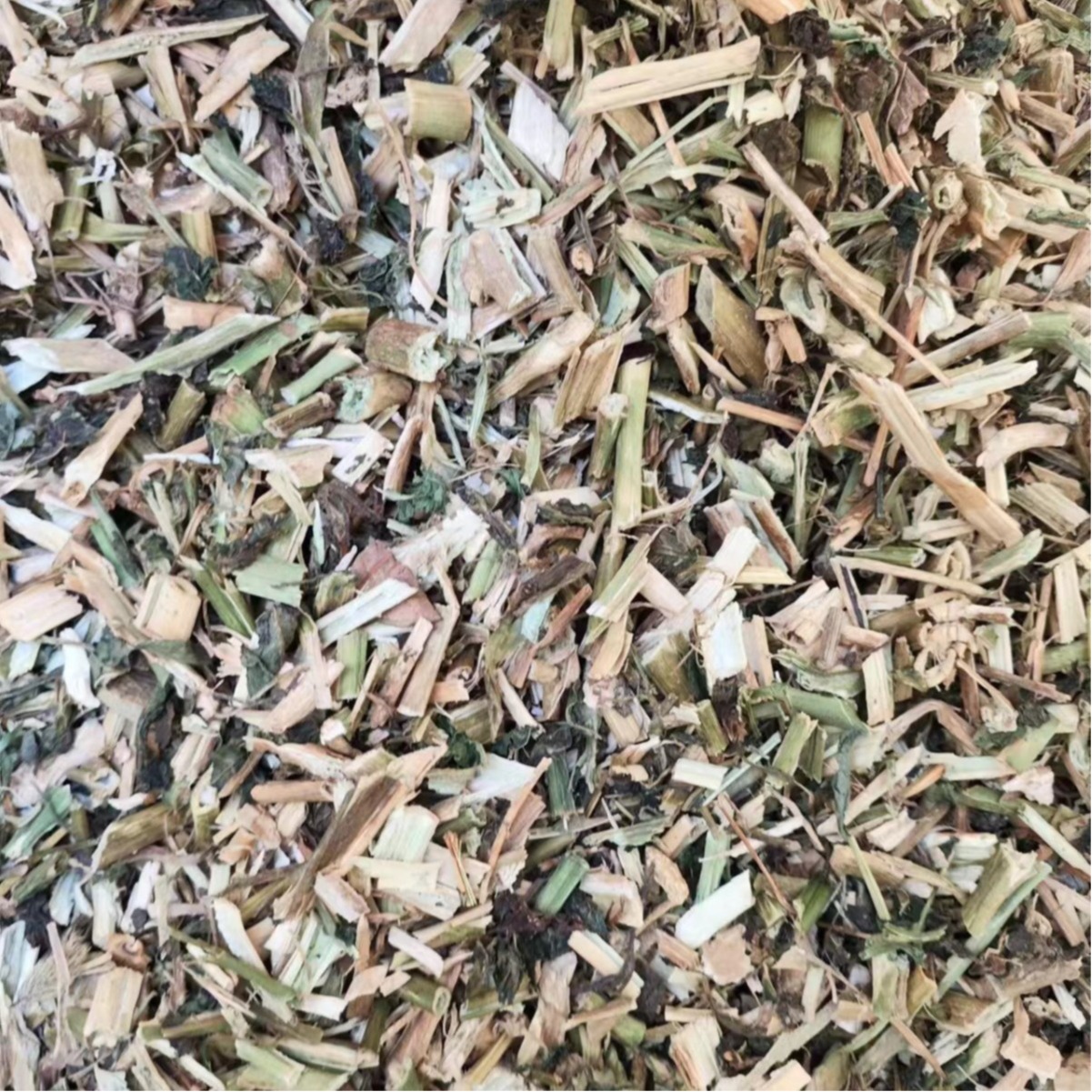 Long Kui Herb (Solanum nigrum) — Dried Black Nightshade for Traditional Herbal Use - Image 5