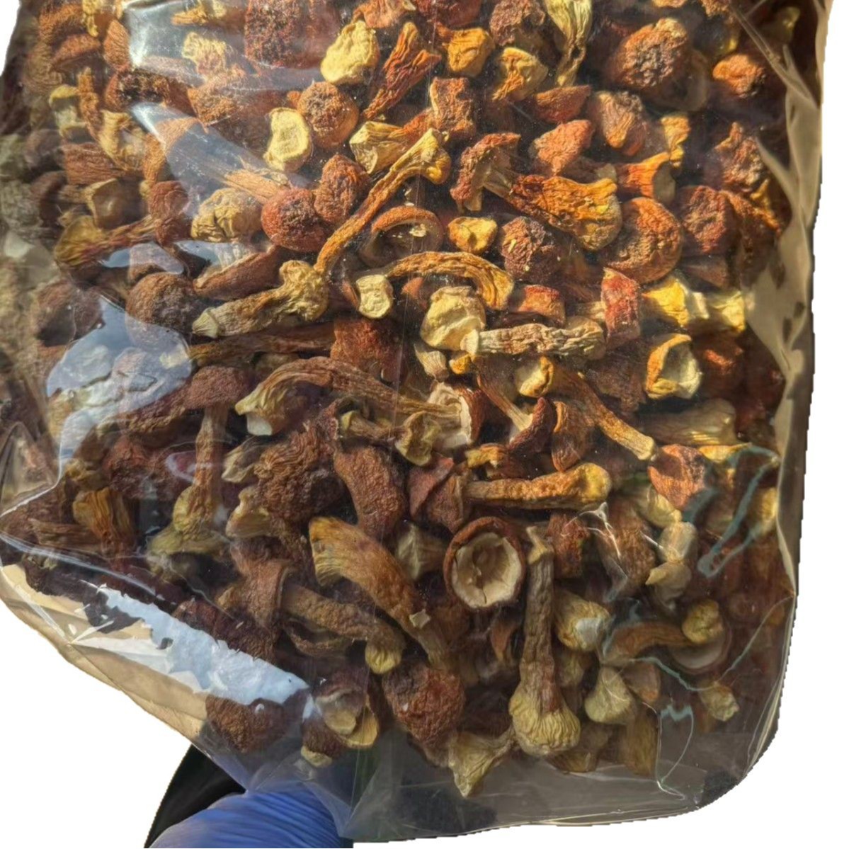 Dried Agaricus blazei Mushroom Slices Ji Song Rong 500g Edible Dried Mushroom for Soup and Tea - Image 5