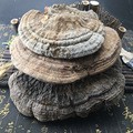 Dried Tree Tongue Lingzhi Shu She Zhi Bulk Whole Slices Traditional Herbal Decoction Ingredient 500g - Image 4