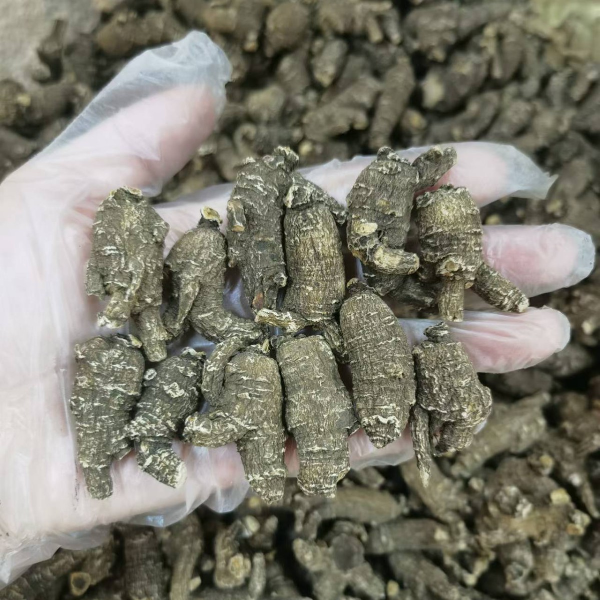 American Black Skin American Ginseng Root Segments Hua Qi Shen 250g Whole Pieces - Image 4